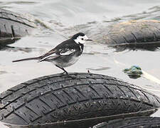 White Wagtail (yarrellii)