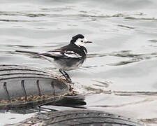 White Wagtail (yarrellii)