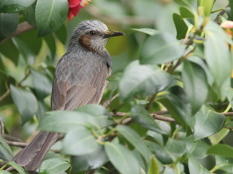 Brown-eared Bulbul, identification