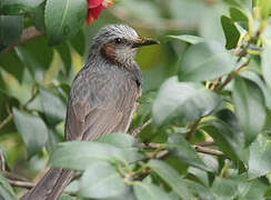 Brown-eared Bulbul