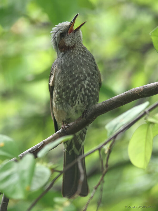 Bulbul à oreillons bruns, identification