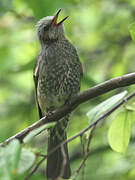 Brown-eared Bulbul