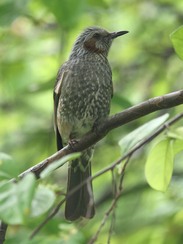 Brown-eared Bulbul, identification