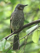 Bulbul à oreillons bruns