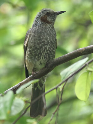 Bulbul à oreillons bruns