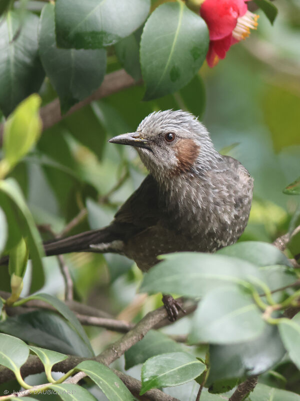 Brown-eared Bulbul, identification