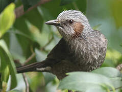 Brown-eared Bulbul