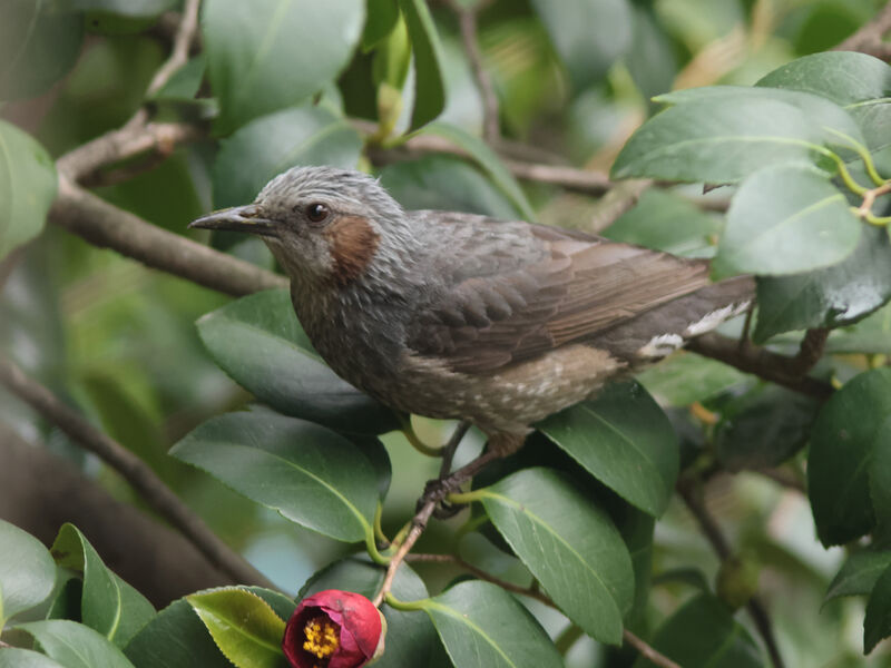 Brown-eared Bulbul, identification