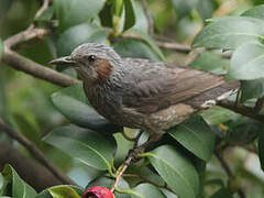 Brown-eared Bulbul