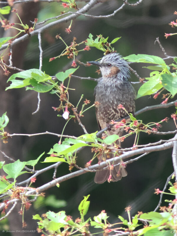 Brown-eared Bulbul, identification