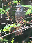 Bulbul à oreillons bruns