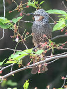 Bulbul à oreillons bruns