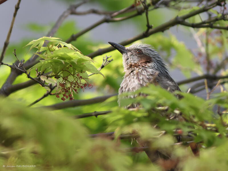 Brown-eared Bulbul, close-up portrait