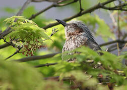 Brown-eared Bulbul