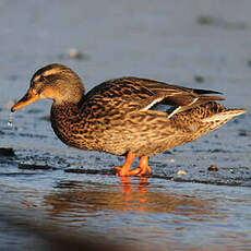 Canard colvert