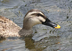 Eastern Spot-billed Duck