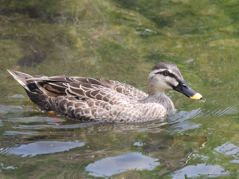 Canard de Chine, identification