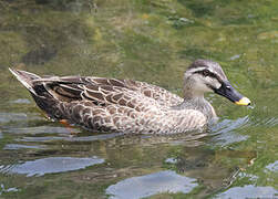 Eastern Spot-billed Duck