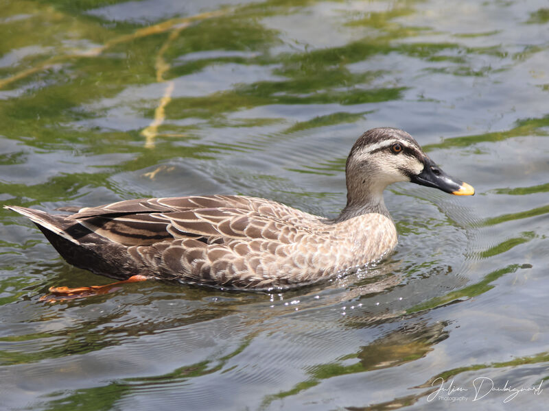 Eastern Spot-billed Duck, identification