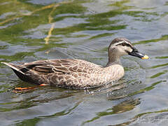 Eastern Spot-billed Duck