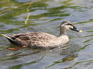 Canard de Chine