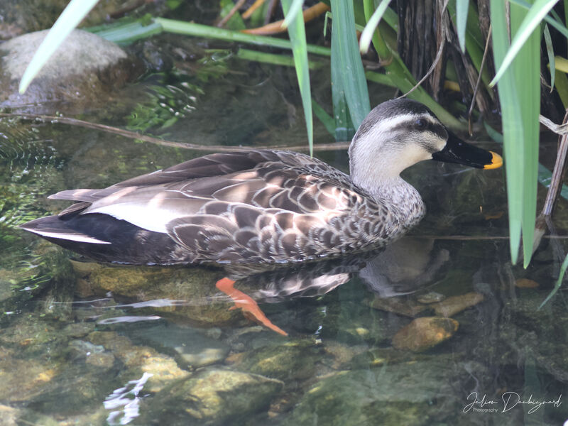 Canard de Chine, identification