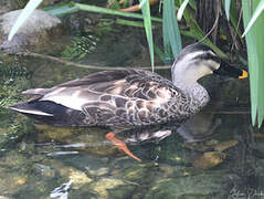 Eastern Spot-billed Duck