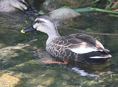 Eastern Spot-billed Duck