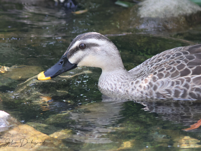 Eastern Spot-billed Duck, close-up portrait