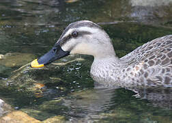 Eastern Spot-billed Duck