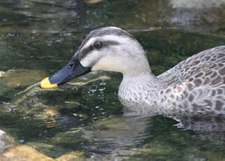 Canard de Chine