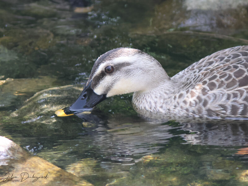 Eastern Spot-billed Duck, close-up portrait