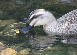 Eastern Spot-billed Duck