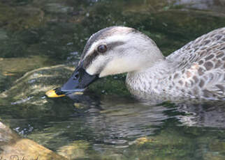 Canard de Chine