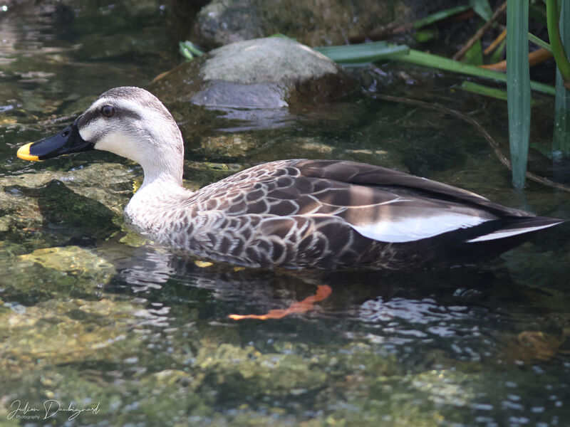 Canard de Chine, identification