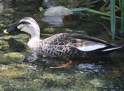 Eastern Spot-billed Duck