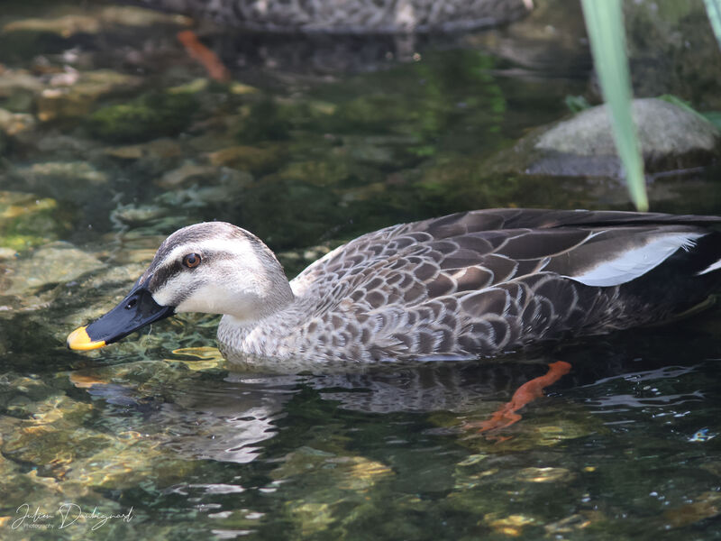 Eastern Spot-billed Duck, identification