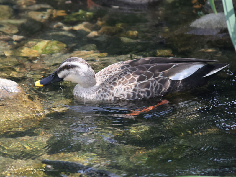 Eastern Spot-billed Duck, identification