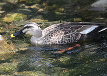 Canard de Chine