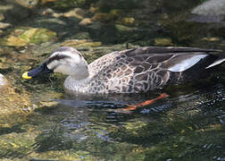 Eastern Spot-billed Duck