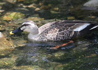 Canard de Chine