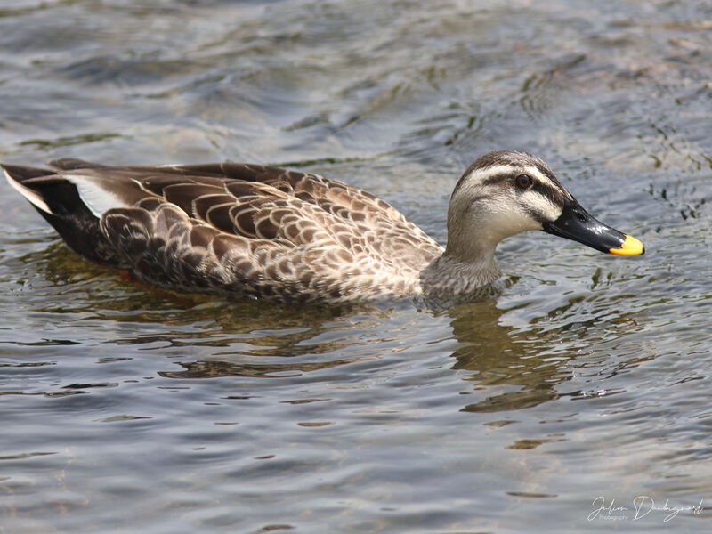 Eastern Spot-billed Duck, identification