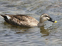 Eastern Spot-billed Duck