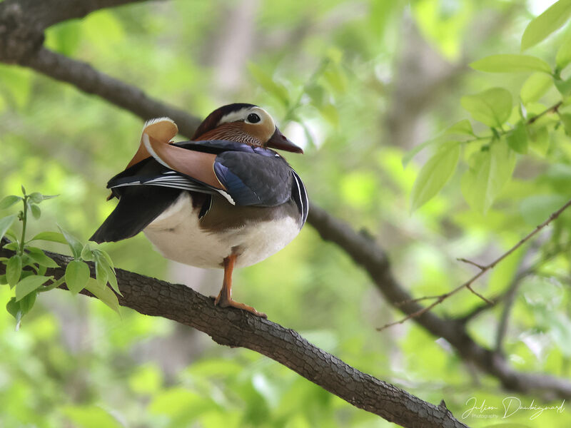 Mandarin Duck, identification