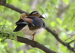 Canard mandarin