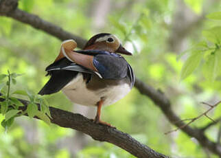 Canard mandarin