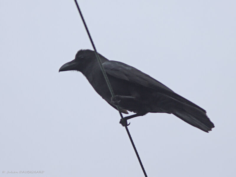 Corbeau à gros bec, identification