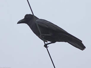 Corbeau à gros bec