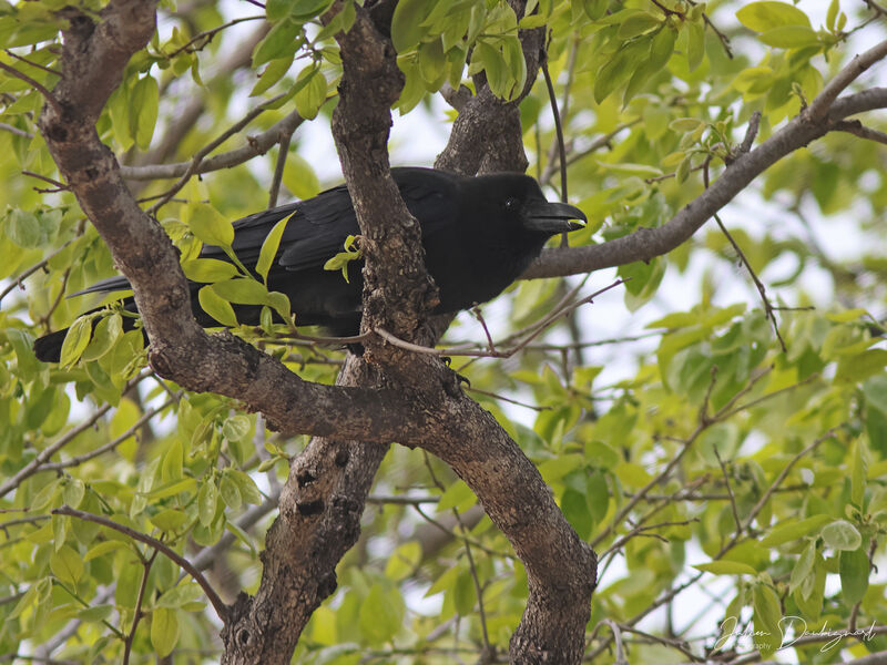 Corbeau à gros bec, identification