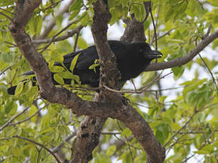 Corbeau à gros bec